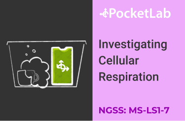 Cellular Respiration