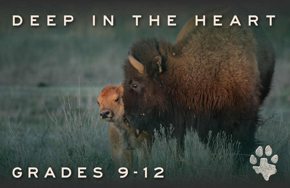 notebook thumbnail_deep in the heart bison 9-12